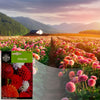 BLOSSOM BLISS-SEMILLAS DE FLORES