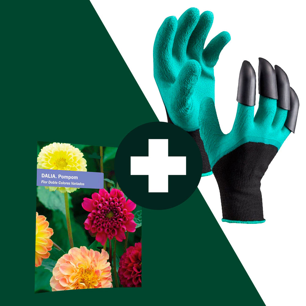 COMBO GARDENS- TERRA GARRA + BLOSSOM BLISS